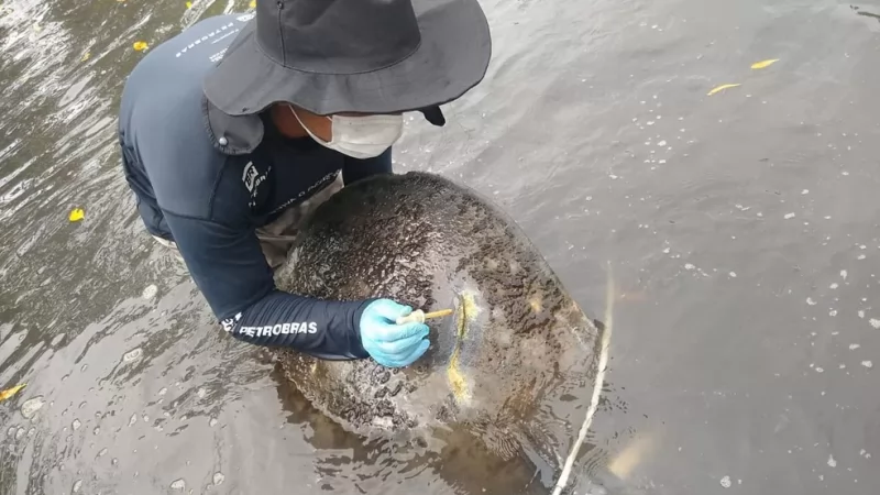 Peixe-boi-marinho é atropelado pela 20ª vez por embarcação motorizada; espécie é uma das mais ameaçadas do Brasil