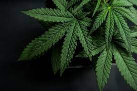UFRN será a 1ª instituição de ensino no Brasil a realizar pesquisas científicas com derivados de cannabis