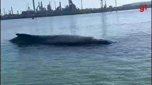 Baleia encalha novamente em praia na BA e parece chorar em vídeo feito por moradores