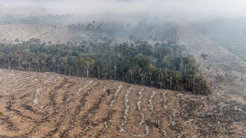 Fogo na Amazônia é etapa da exploração econômica do bioma