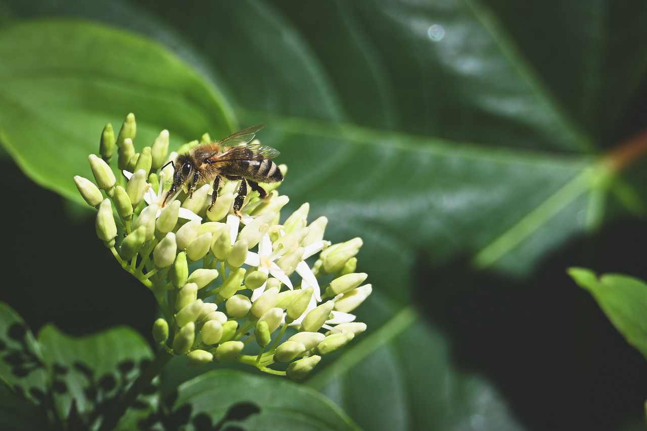 Sete cidades elegeram prefeitos indígenas